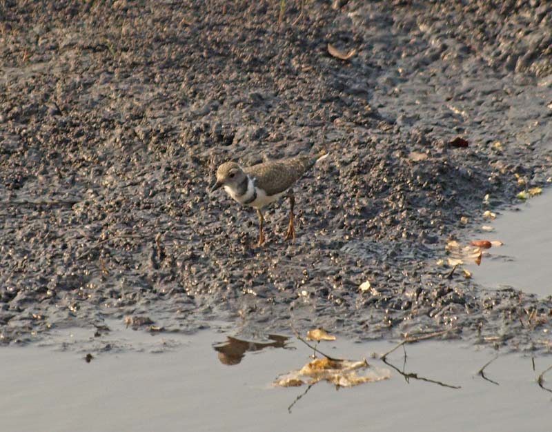 Three Banded Plover (G)