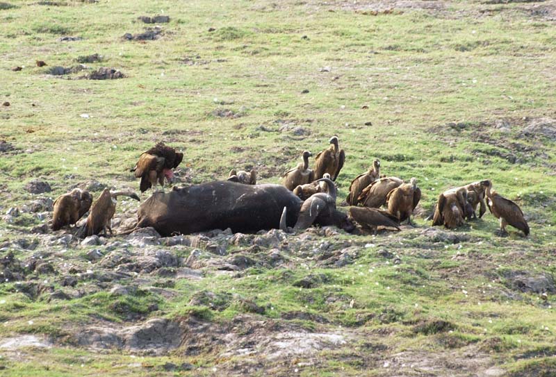 Vultures (1 Lappet-faced) on Buffalo (G)