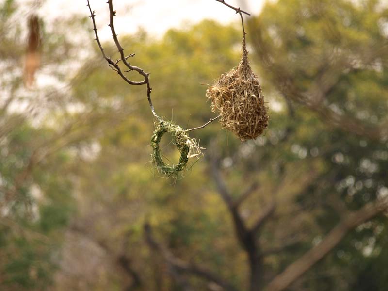 Weaver Nests (G)