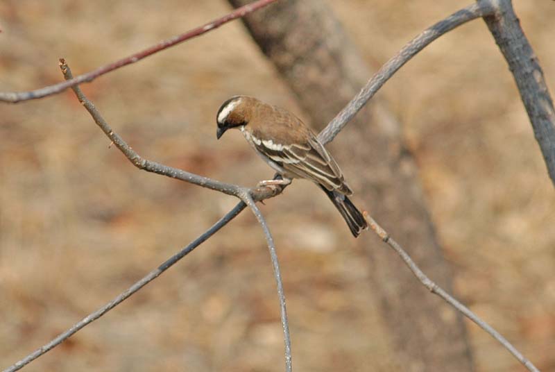 Whitebrowed Sparrow Weaver (D)