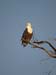 African fish eagle (G)