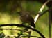 Arrow-Marked Babbler (G)