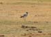 Blacksmith Plover (D)