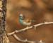 Blue Waxbill (G)