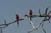 Carmine Bee-eaters (D)