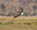 Fish Eagle 3 (G)