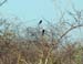 Fork Tailed Drongo (D)