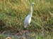 Great Egret (G)
