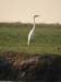 Great Egret 2 (G)