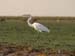 Great Egret 3 (G)