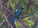 Greater Blue eared Starling (G)