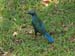 Greater blue eared Starling 2 (G)