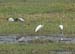 Ibis, Stork, Egret, Spoonbill (D)