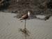 Juvenile Black Winged Stilt (G)