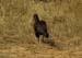 Juvenile Ground Hornbill (G)