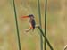 Malachite Kingfisher (D)