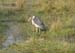 Marabou Stork (D)