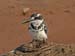 Pied Kingfisher (D)