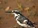 Pied Kingfisher (G)