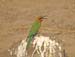 White fronted Bee-Eater (G)
