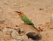 White fronted Bee-eater (D)