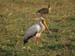 Yellow billed Stork 1 (G)