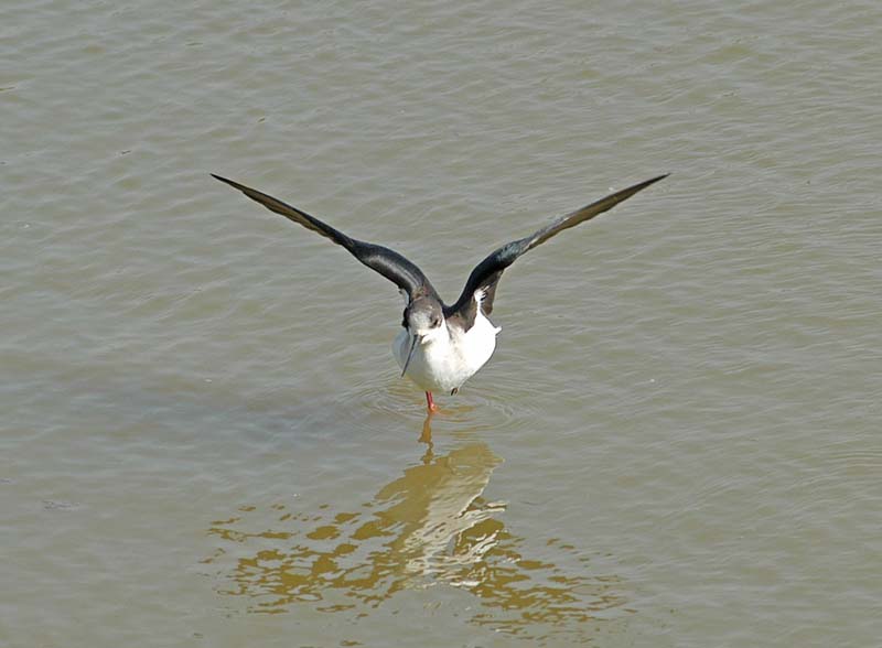 Black Winged Stilt