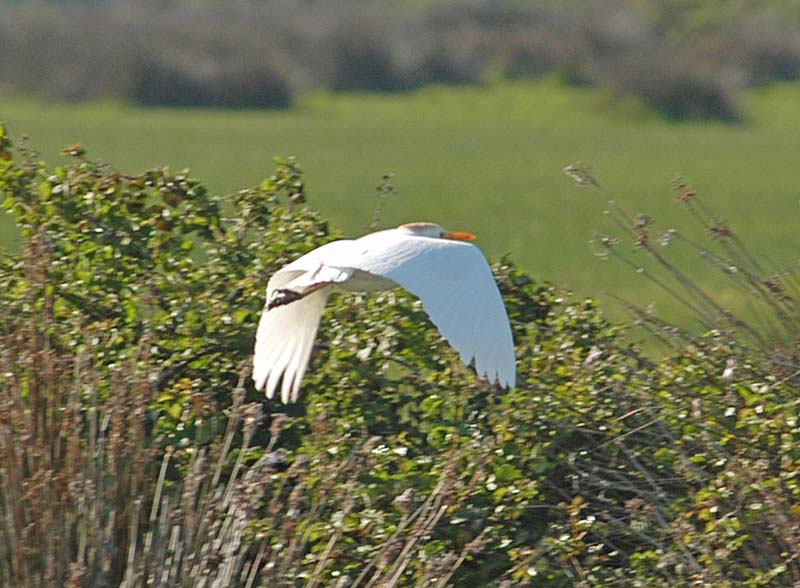 Cattle Egret Flying 2