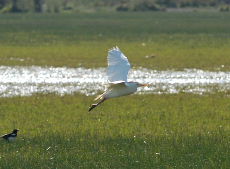 Cattle Egret Flying