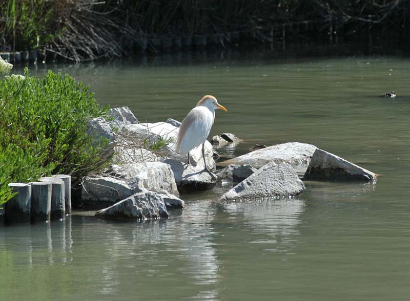 Cattle Egret