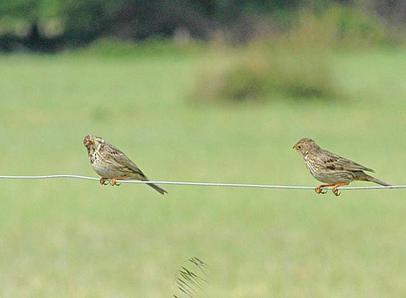Corn Bunting Pair