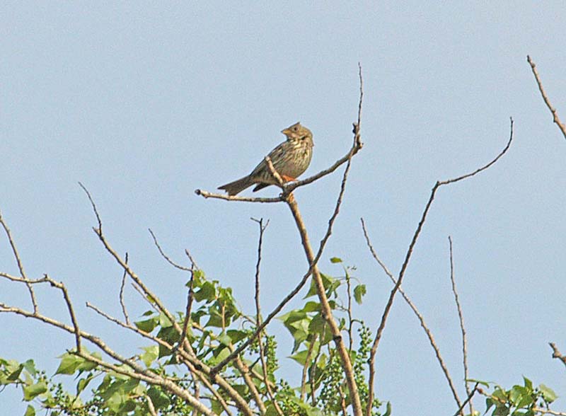 Corn Bunting