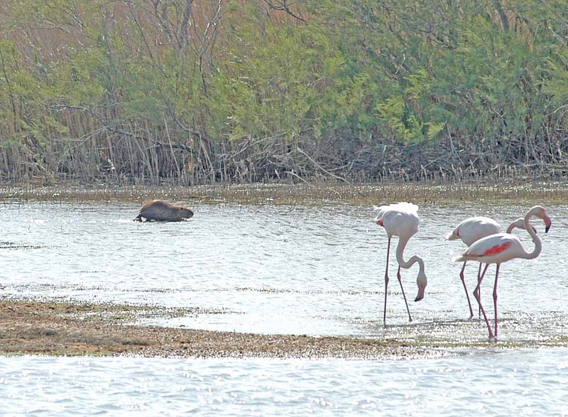 Coypu & Flamingo