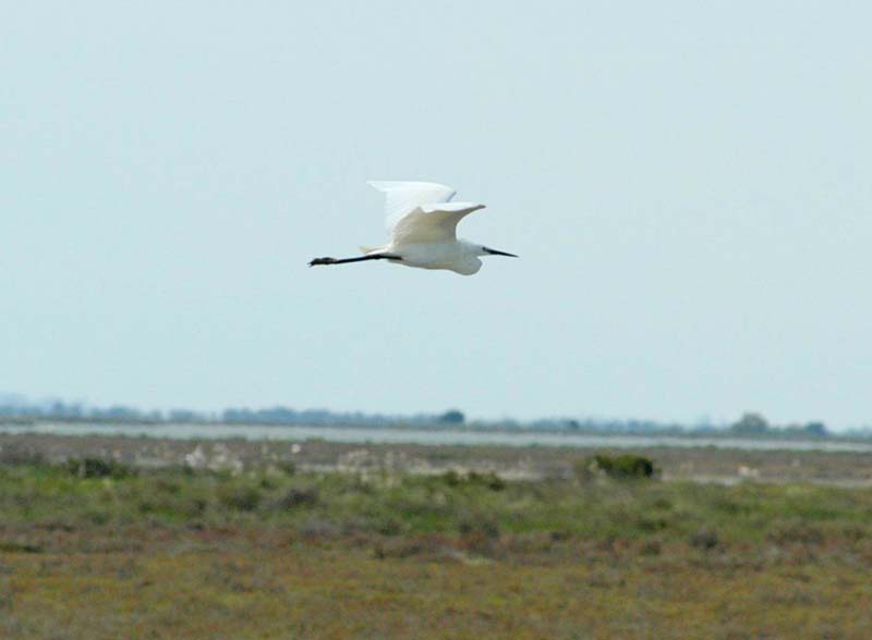 Egret Flying