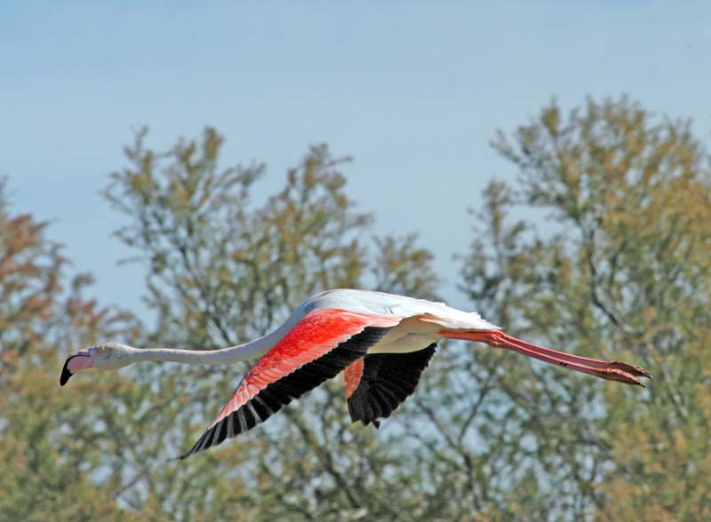Flamingo Flying