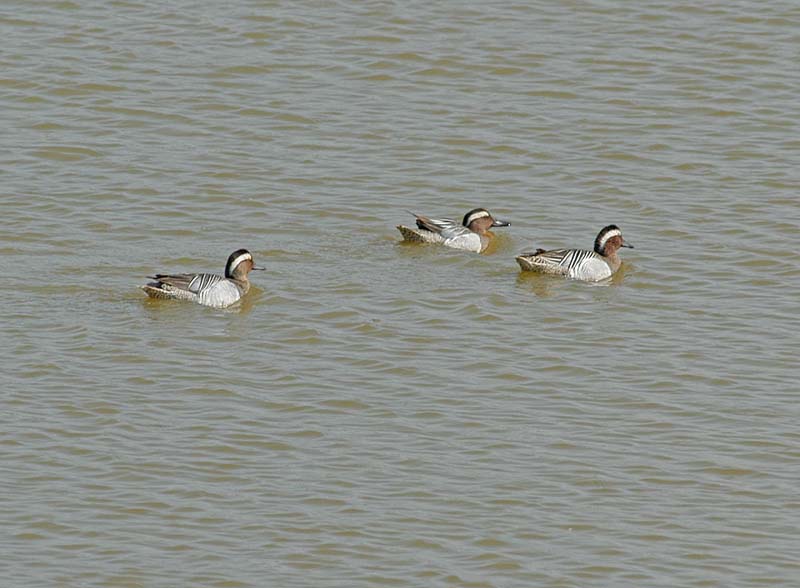 Garganey 1