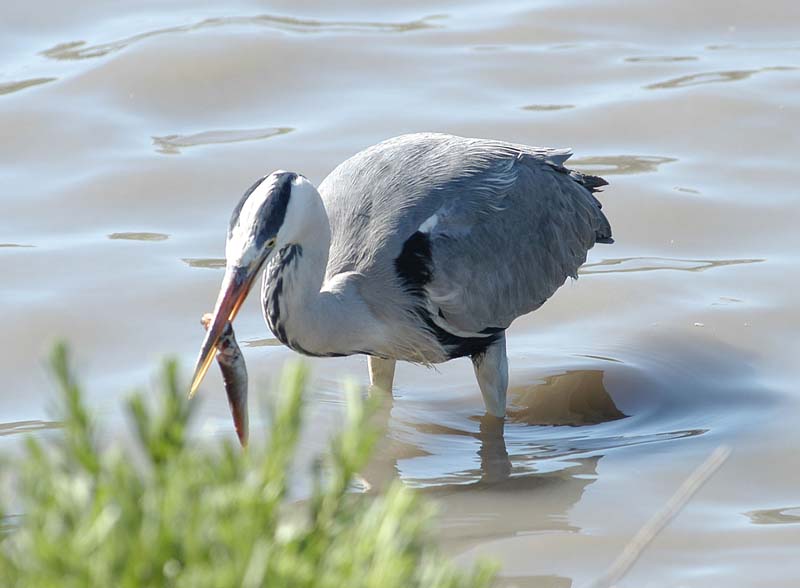 Heron & Fish