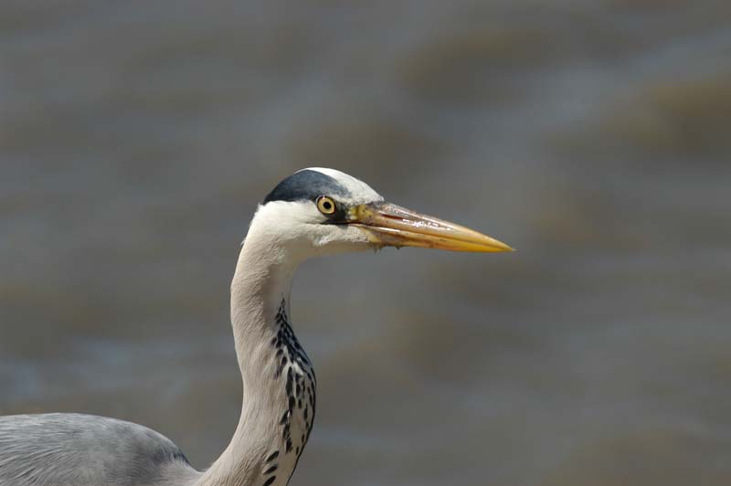 Heron 2