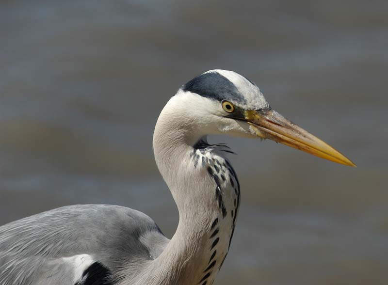 Heron 3