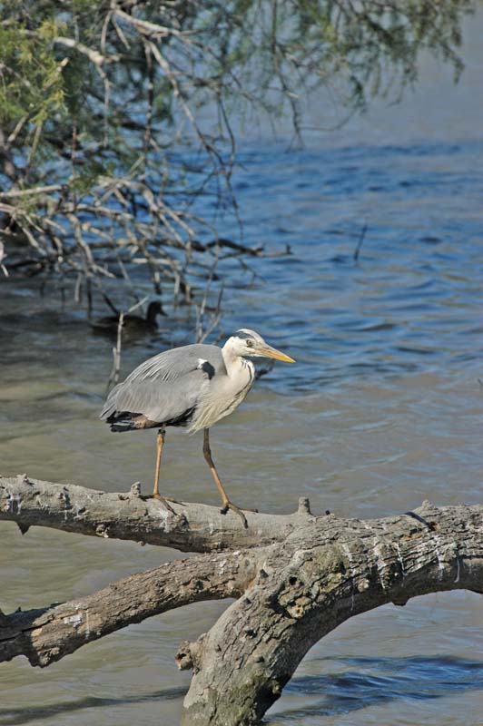 Heron 4