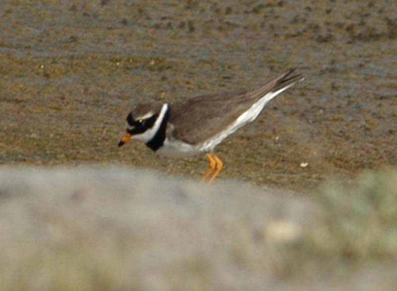 Kentish Plover