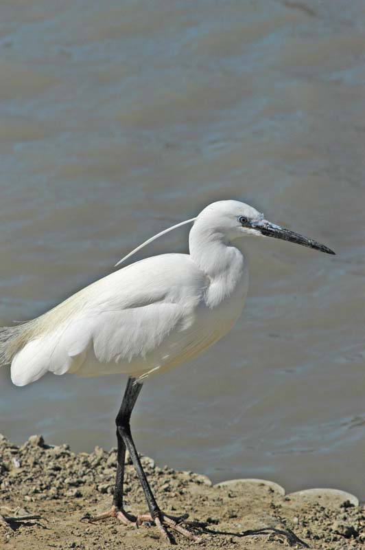 Little Egret 1