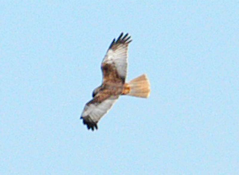 Marsh Harrier Male