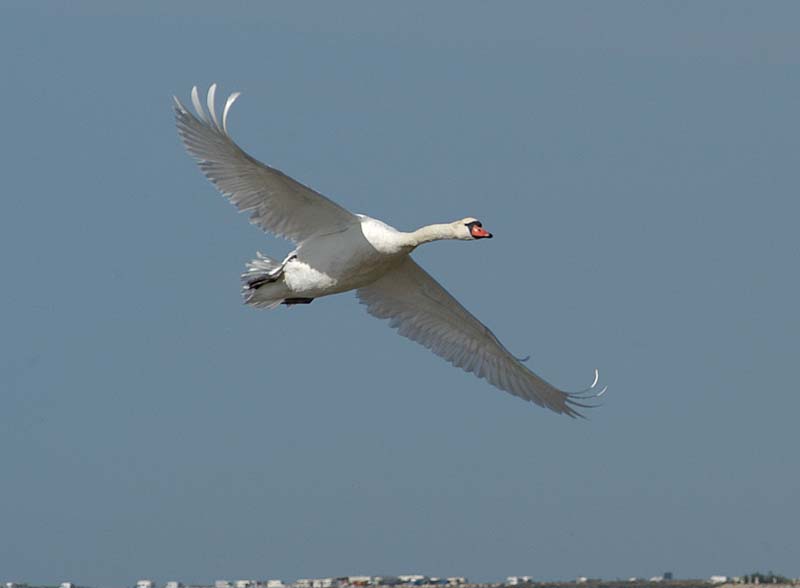 Mute Swan Flying