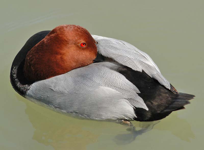 Pochard 1