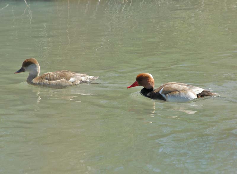 Red Crested Pochard pair