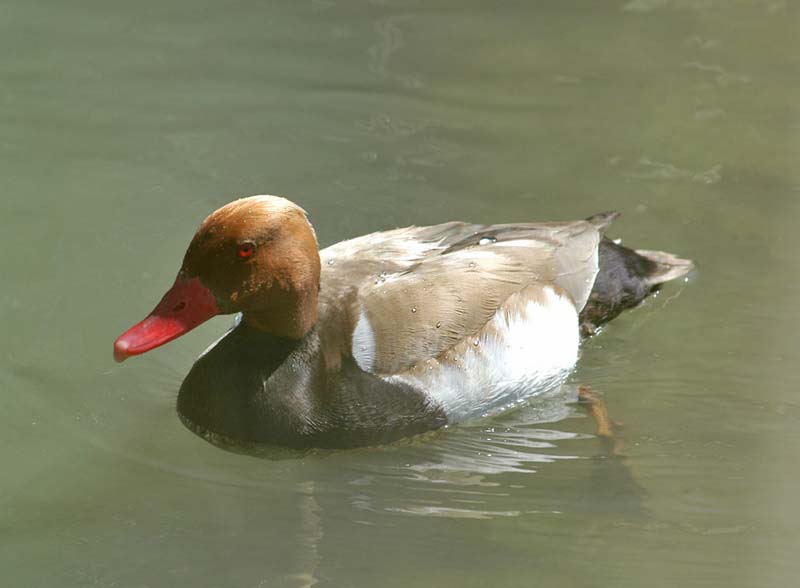 Red Crested Pochard
