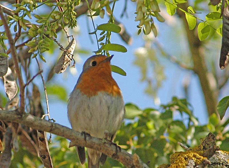 Robin