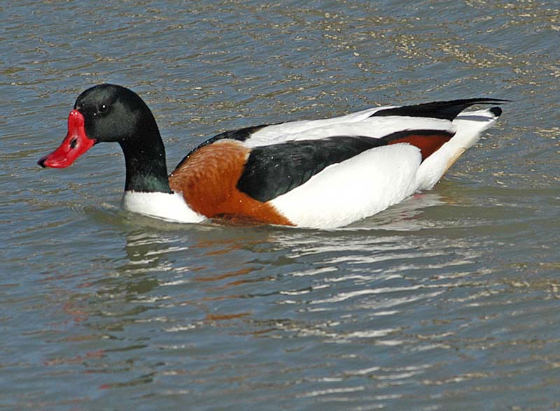Shelduck