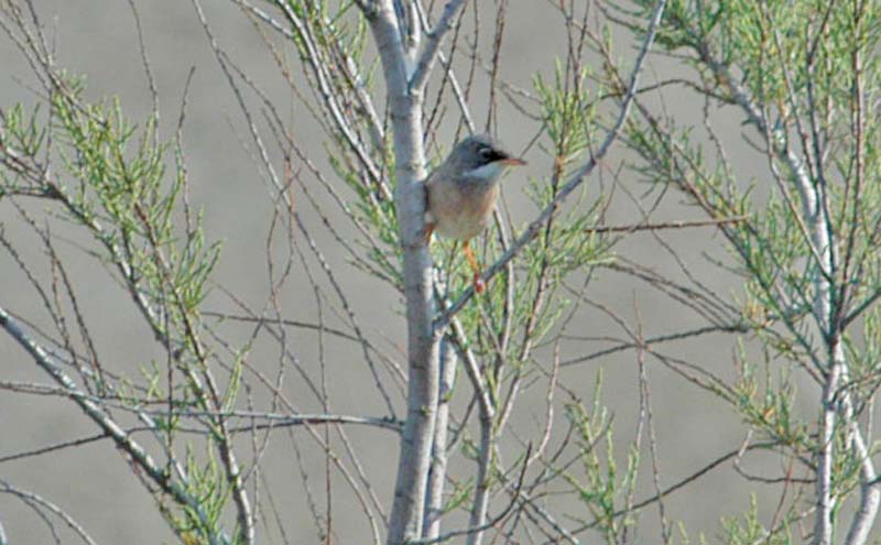 Spectacled Warbler